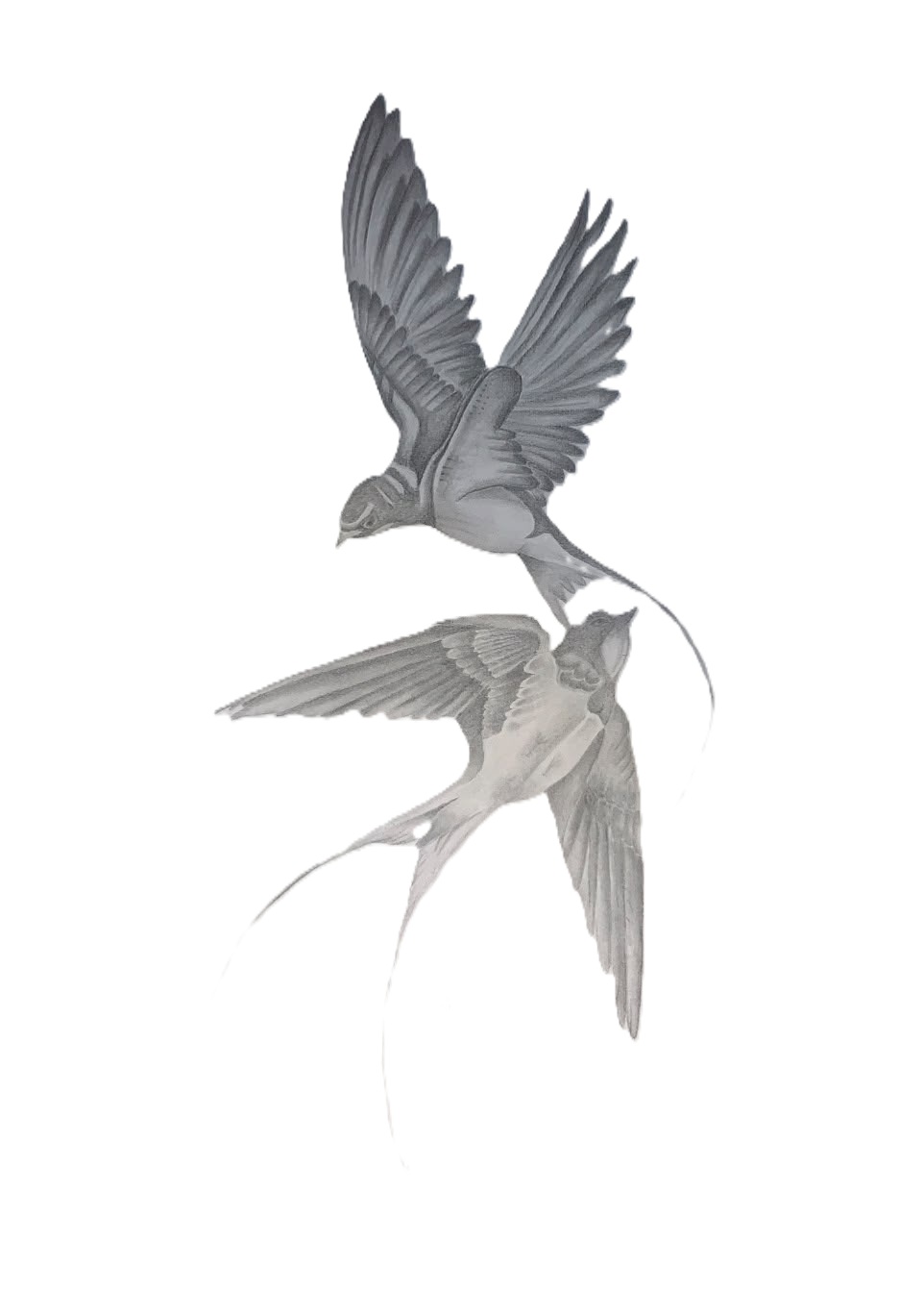 birds